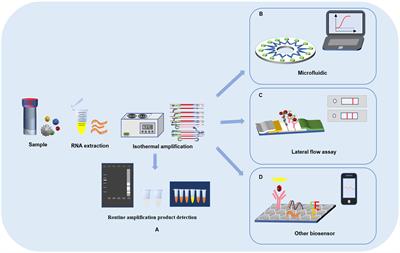 A loop-mediated isothermal amplification-enabled analytical assay for the detection of SARS-CoV-2: A review